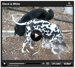 interactive-video-plugin-wordpress-plugin1