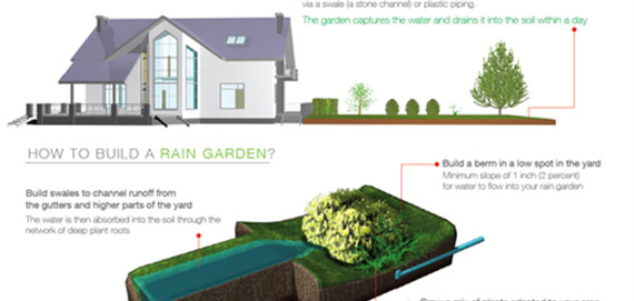 rain-garden-infographic