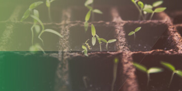 seedlings in planters