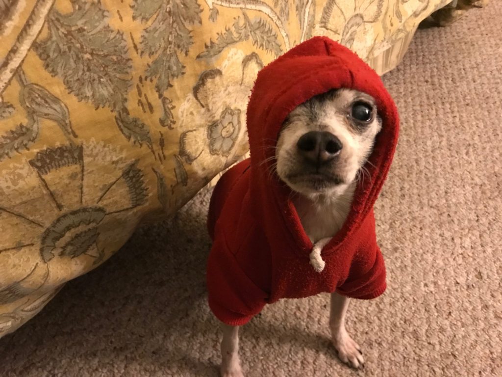 Small dog in a sweater