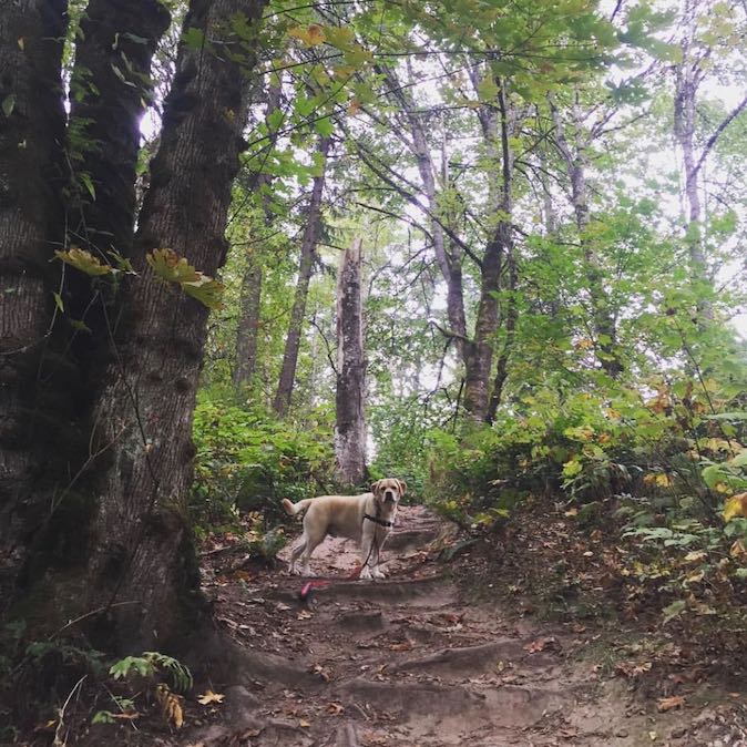 dog hiking in the woods in portland oregon