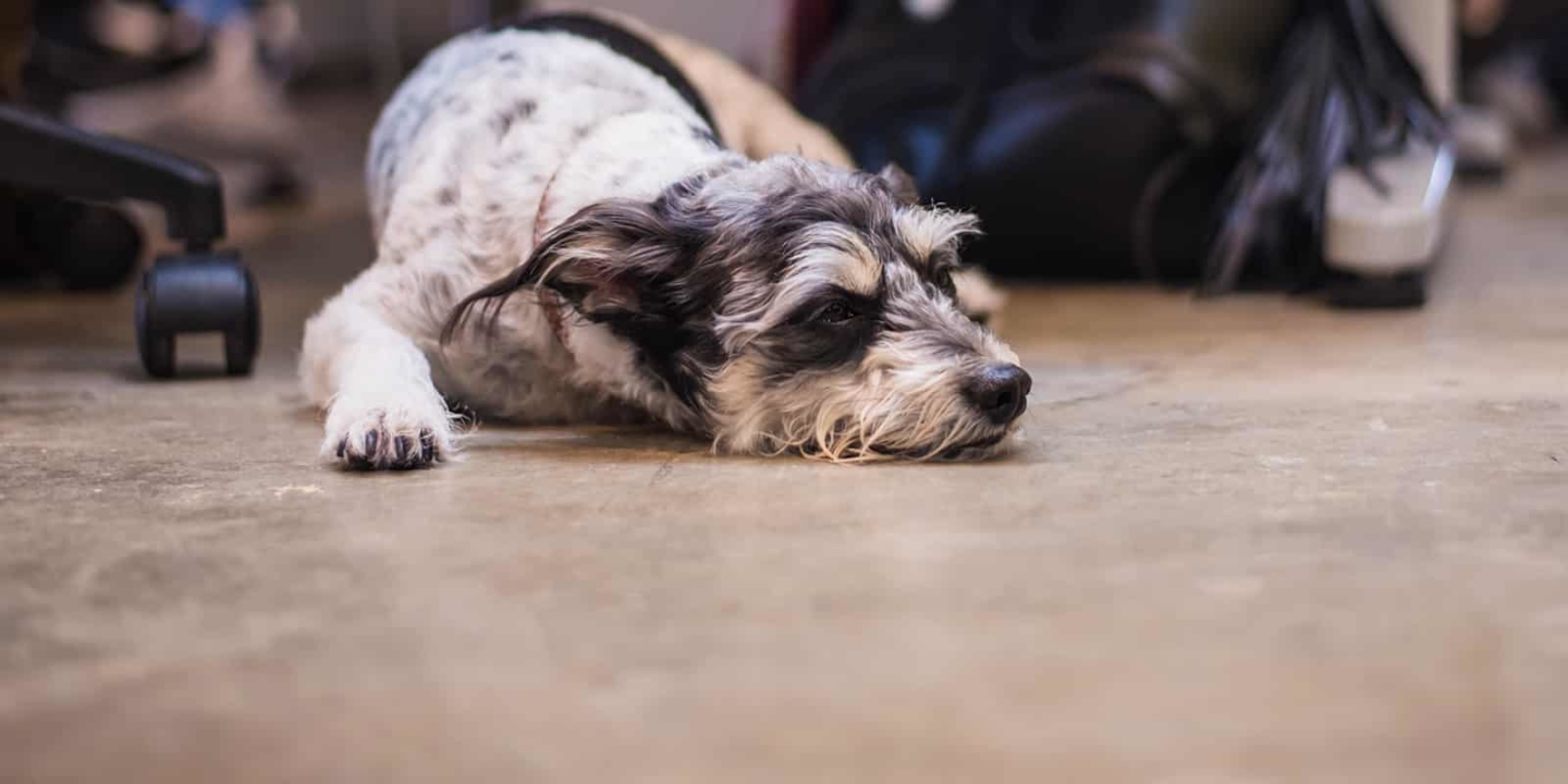 Small black and white dog sleeping on office floor