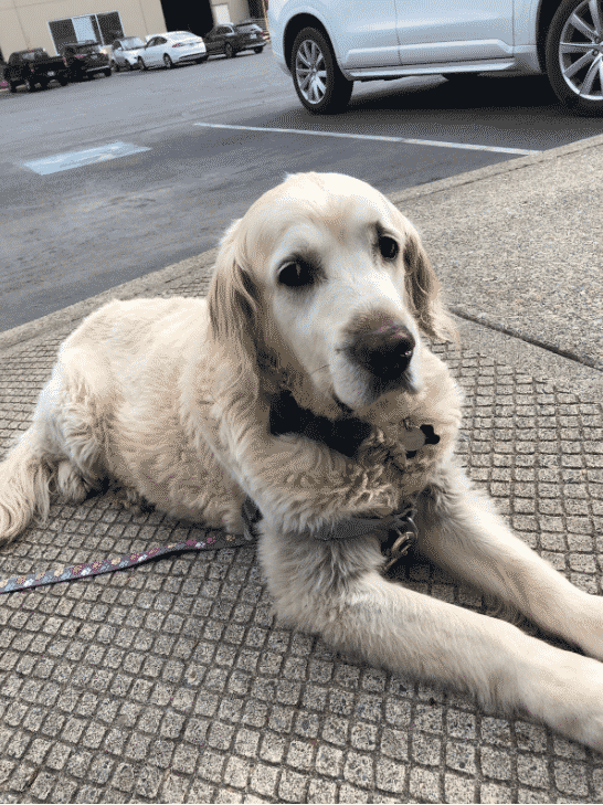 Big dog lying on sidewalk