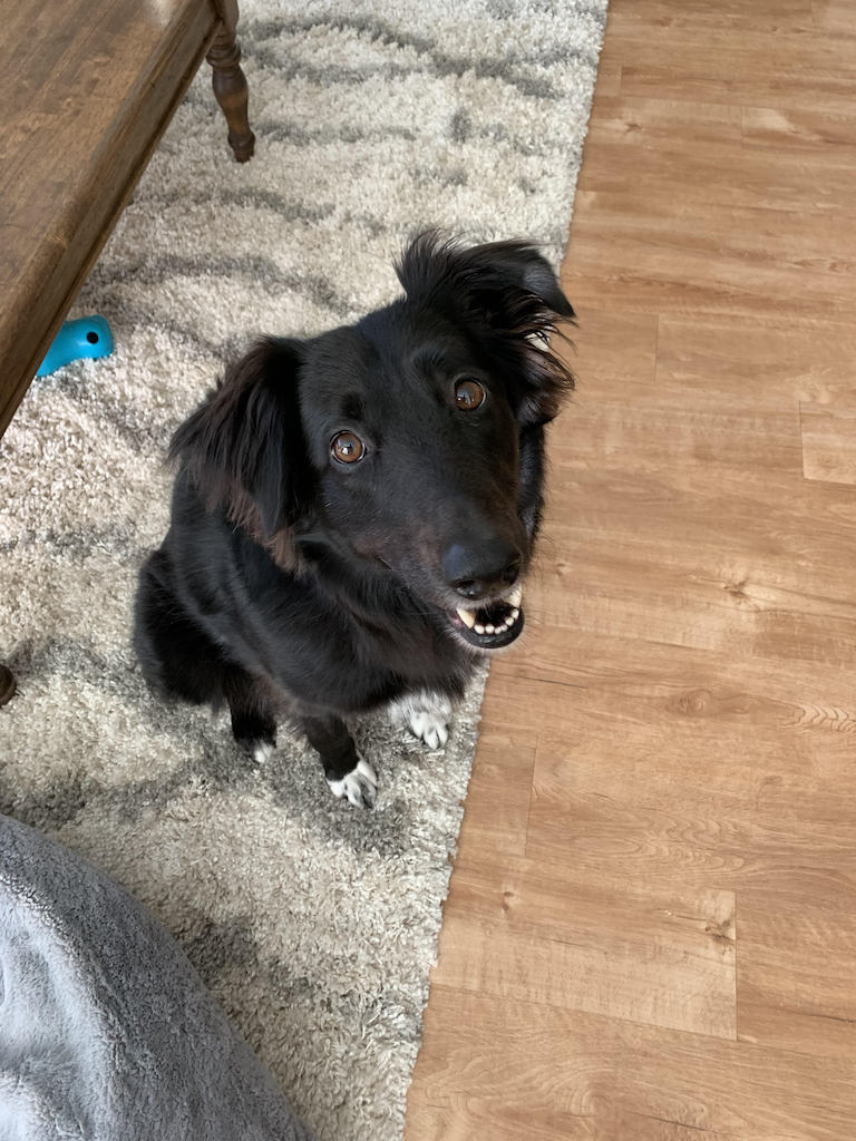 Black dog sitting on cream rug looking at the camera