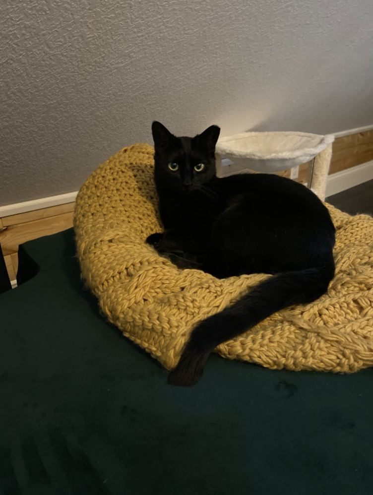 Cat sleeping on a blanket
