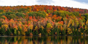 Autumn trees and a lake