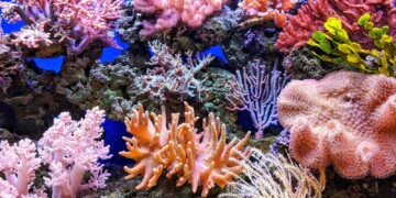 Colorful coral in water