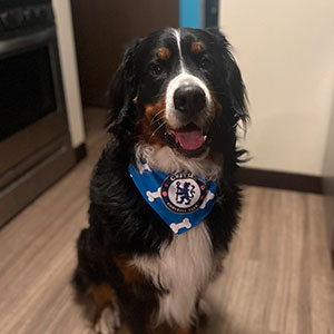 A Bernese Mountain Dog sits wearing a blue scarf.