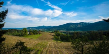 Aerial view of vineyard rows stretching across a hillside in the Willamette Valley, Oregon, with forested mountains and a blue sky in the background